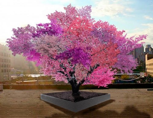 L’albero che produce 40 tipi di frutti differenti.